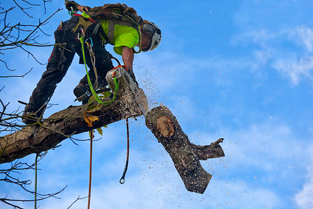 Best Emergency Tree Removal  in Steelton, PA